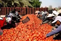 تصاویر؛ قطب تولید گوجه‌فرنگی خارج از فصل کشور