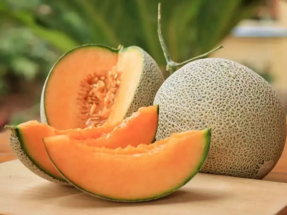 آیا «ملون» تراریخته و مضر برای سلامتی است؟