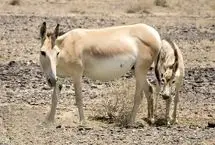 ببینید؛ تولد ۴ گور ایرانی در پارک ملی کویر