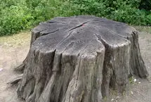 درآوردن کنده درخت از خاک به کمک فیزیک