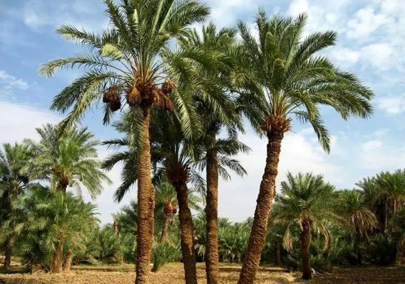 این درخت مانند انسان عاشق می‌شود