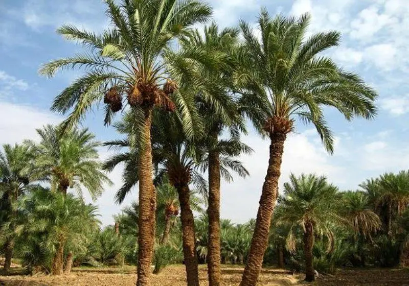 این درخت مانند انسان عاشق می‌شود