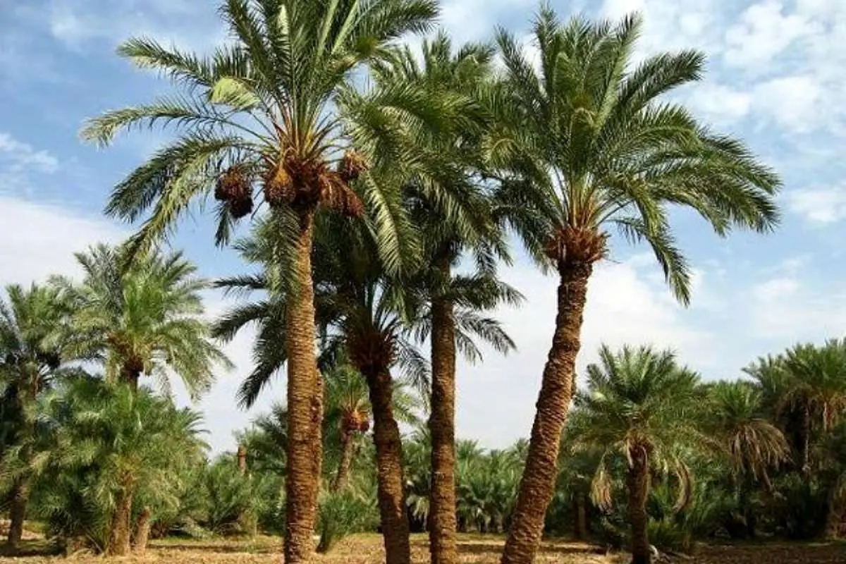 این درخت مانند انسان عاشق میشود