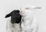 فینالیست‌های مسابقه عکاسی حیوانات خانگی ۲۰۲۶