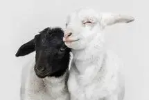 فینالیست‌های مسابقه عکاسی حیوانات خانگی ۲۰۲۶