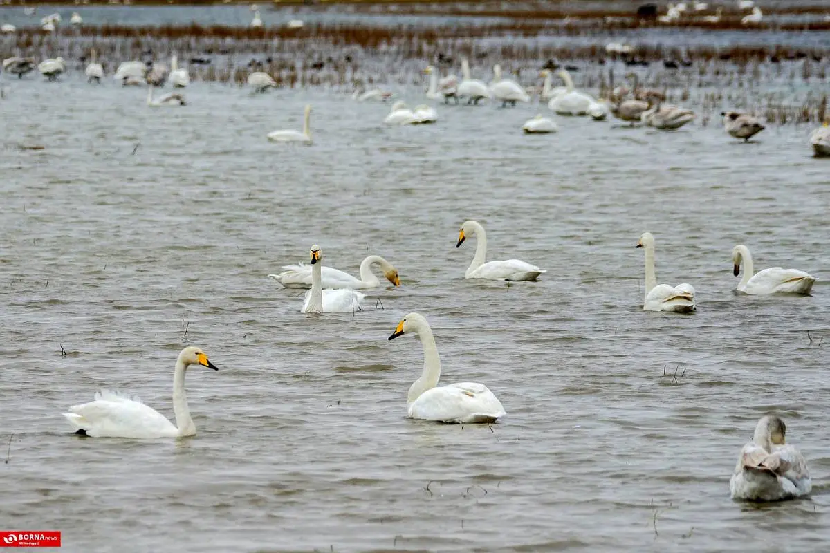 تصاویر؛ سرخرود مازندران میزبان قو‌های آوازخوان 2