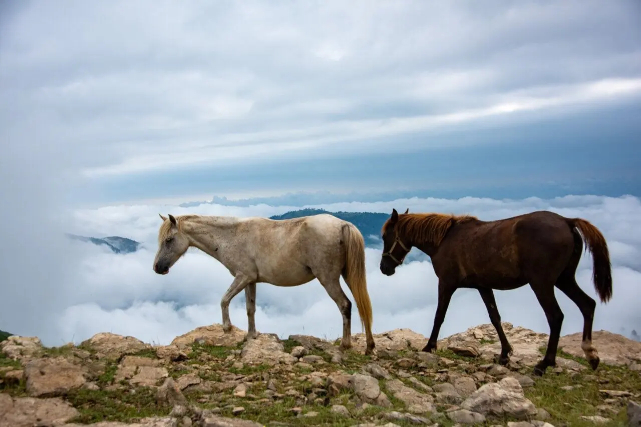 تصاویر؛ سوباتان بهشت مه آلود ایران