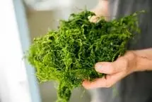 پودر جلبک دریایی تاثیری در لاغری دارد؟