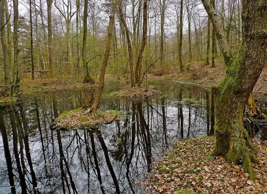 کشف سکه‌های طلا ۲۳۰۰ ساله در دل باتلاق