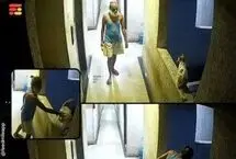مرگ هولناک یک گربه پس از پرتاب از طبقه دوازدهم