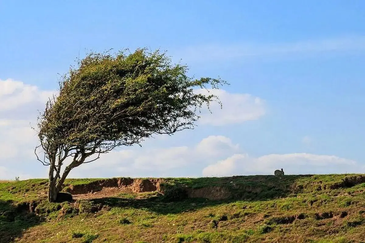 وزش باد شدید و رگبار در انتظار برخی استان‌ها 