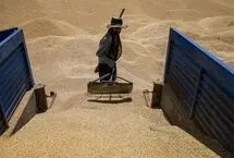 قیمت گندم تغییر کرد؛ نان و ماکارونی گران می‌شود؟