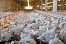 افزایش قیمت مرغ کلید خورد