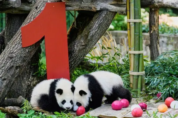 ببینید؛ تولد یک سالگی پانداهای دوقلوی برلین