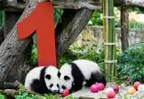 ببینید؛ تولد یک سالگی پانداهای دوقلوی برلین