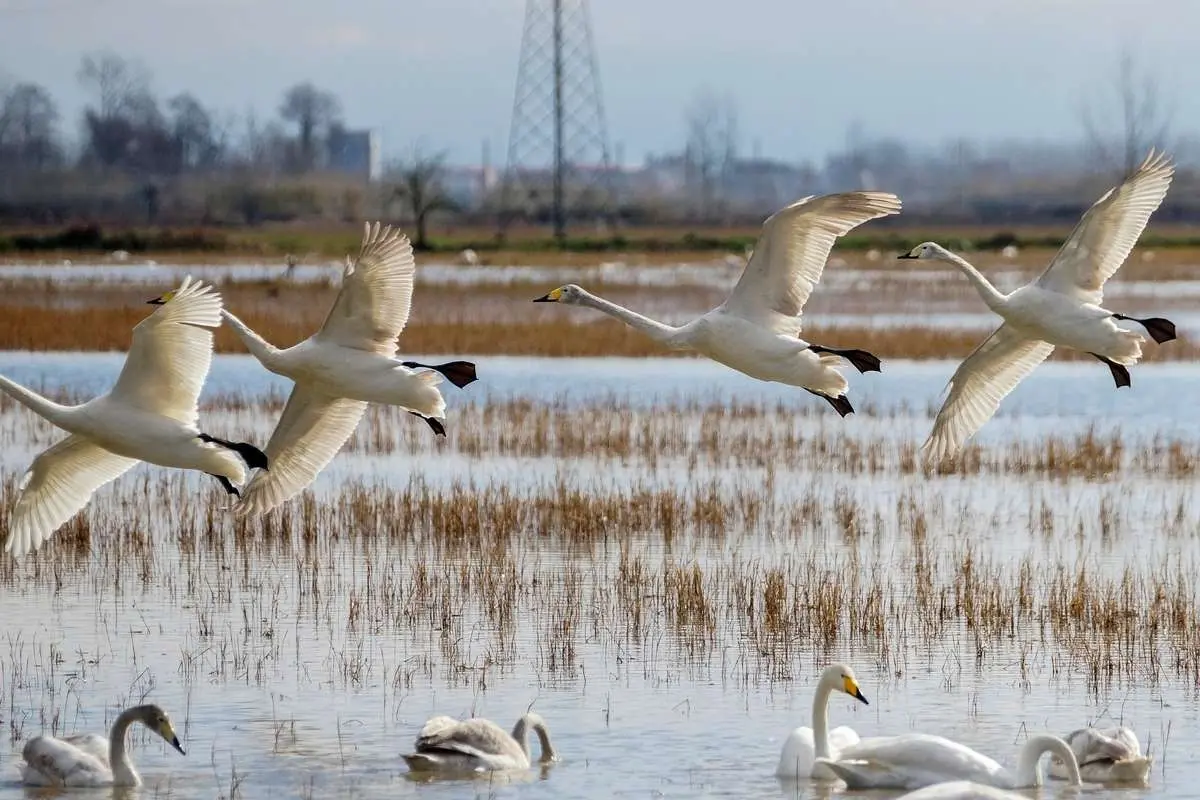 تصاویر؛ سرخرود مازندران میزبان قو‌های آوازخوان