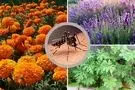 بهترین گیاهان و عصاره‌های گیاهی برای دفع پشه‌ها