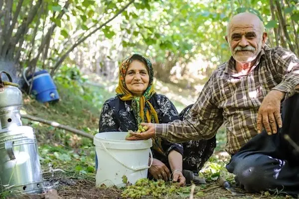 تصاویر؛ برداشت فندقِ اَلَموت