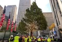 ببینید؛ درخت کریسمس مرکز راکلفر در نیویورک نصب شد