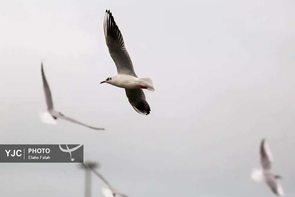 تصاویر؛ کاکایی‌ها؛ تماشایی‌ترین رفت‌وآمد زمستانی انزلی 12
