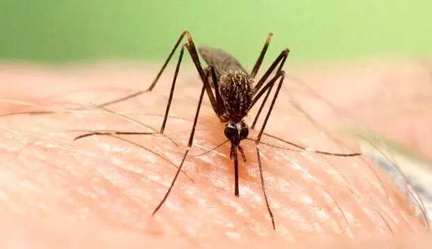 طغیان تب دانگی در هرمزگان: ۱۳۸ مورد ثبت شد

