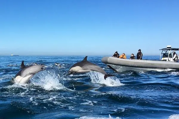 هزاران دلفین در کنار قایق منظره‌ای تماشایی و نادر را رقم زدند
 