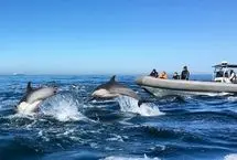 هزاران دلفین در کنار قایق منظره‌ای تماشایی و نادر را رقم زدند
 