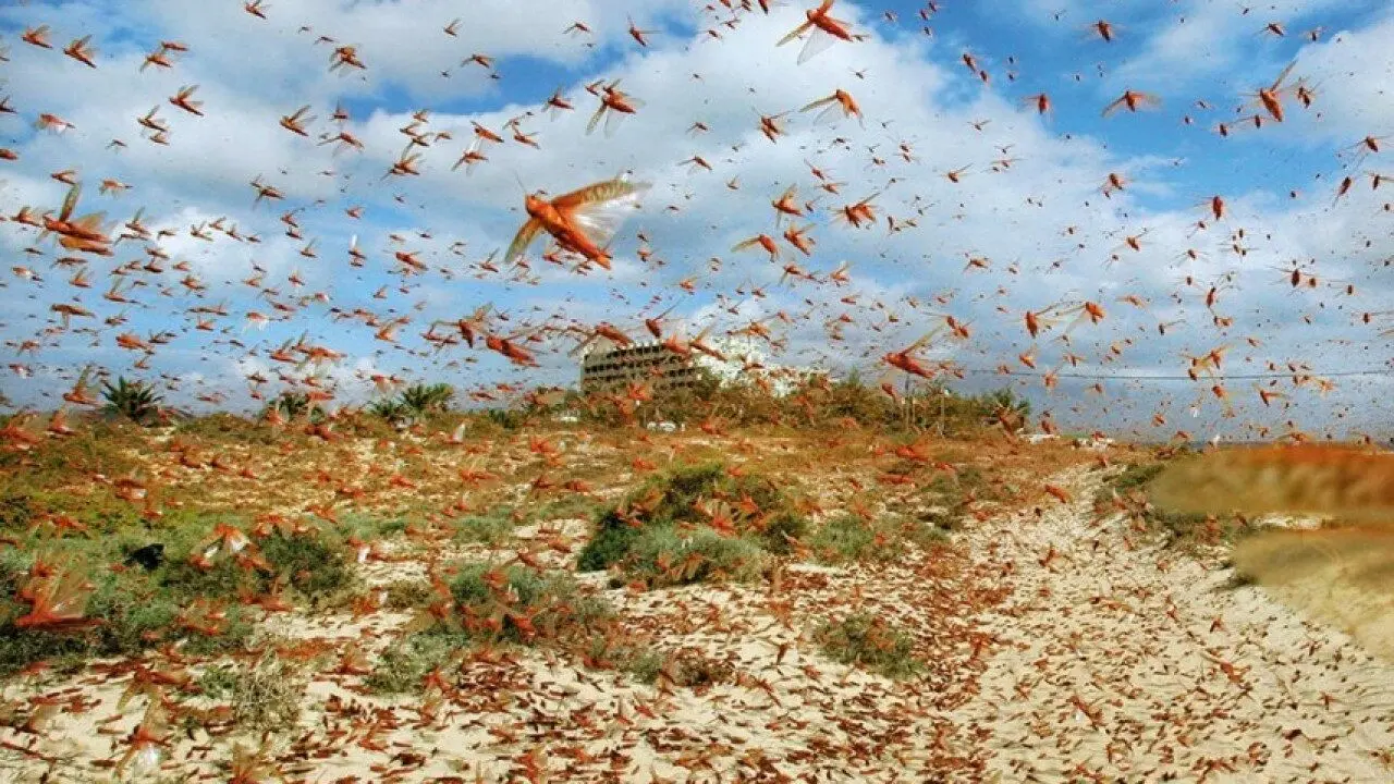 ببینید؛ باران ملخ در داغستان