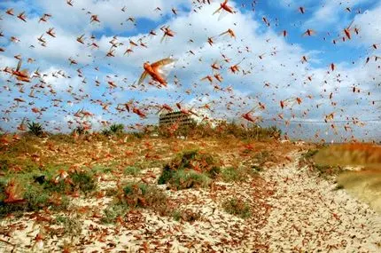 ببینید؛ باران ملخ در داغستان