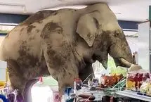 ببینید؛ ورود فیل گرسنه به فروشگاه مواد غذایی!