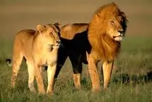 تضاد تصویر رسانه‌ای با واقعیت؛ شیرها یک گوزن یالدار را زند‌ه‌زنده خوردند