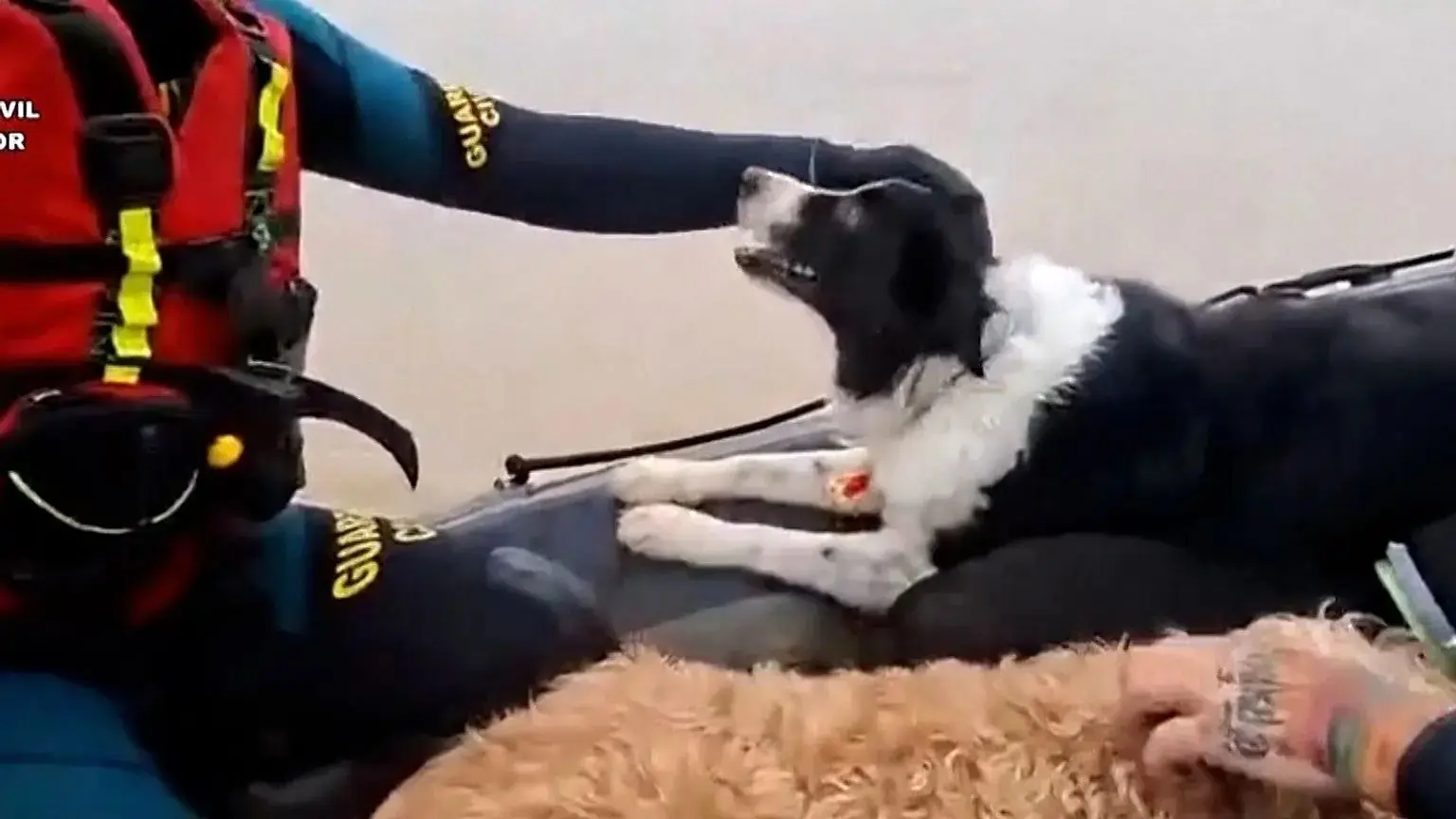 نجات گربه‌ها و سگ‌ها پس از سیل در جنوب اسپانیا