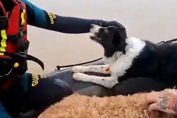 نجات گربه‌ها و سگ‌ها پس از سیل در جنوب اسپانیا