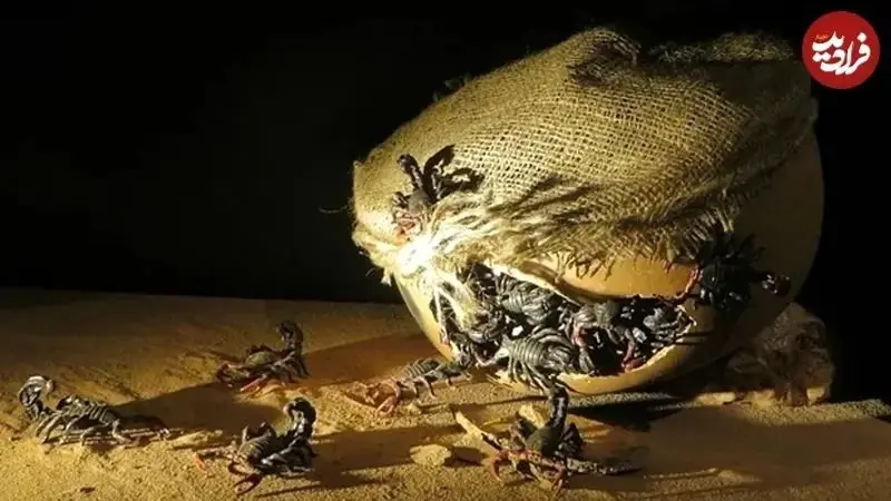 عجیب‌ترین سلاح‌های باستانی؛ از «بمب عقرب» تا «موشک مدفوع» 2